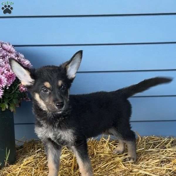 Jake, German Shepherd Puppy